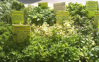 10 Fantastic Uses for Leftover Herbs
