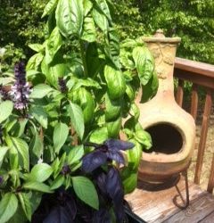 The Black Thumb Plants a Garden: A Guest Post, by Healthy Sous-Chef Partyologist, Lea Bowen