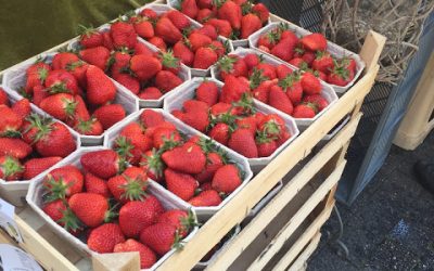 SHAKE Up Your Strawberries!