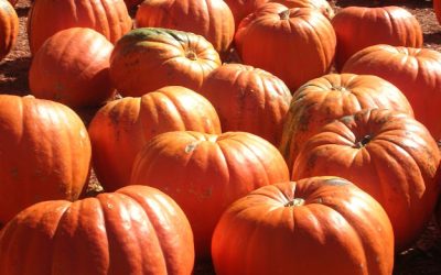 Pumpkins, Sweet Potatoes and Squash – Happy Fall!